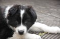 /album/puppy-56-days/img-7873-jpg/