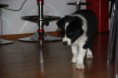 /album/pup-58-days/img-7946-jpg/