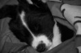 /album/cale-puppy-59-days/img-7976-jpg/