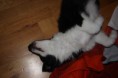 /album/cale-puppy-59-days/img-8025-jpg/